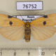 76752p Arctiidae Lithosia quadra f Primorye $4