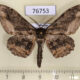 76753p Geometridae Jankowskia fuscaria Primorye $5