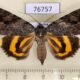 76757p Noctuidae Catocala didenko f Primorye $25