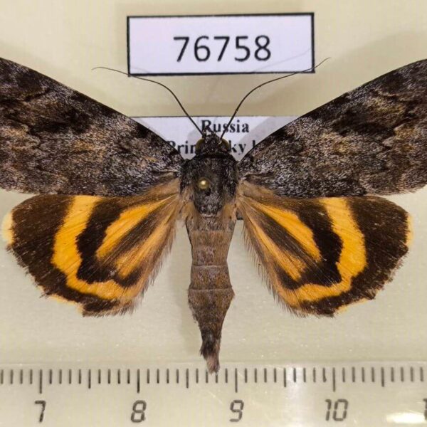 Noctuidae Catocala didenko Primorye