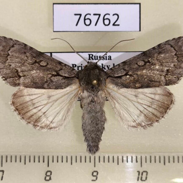Noctuidae Acronicta leucocuspis Primorye