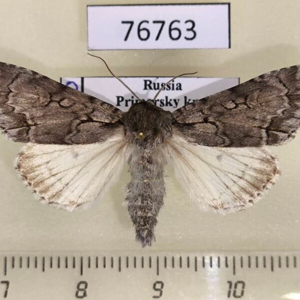 Noctuidae Acronicta leucocuspis Primorye