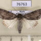 76763p Noctuidae Acronicta leucocuspis Primorye $7