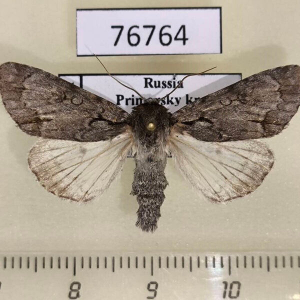 Noctuidae Acronicta leucocuspis Primorye