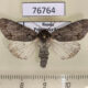 76764p Noctuidae Acronicta leucocuspis Primorye $7