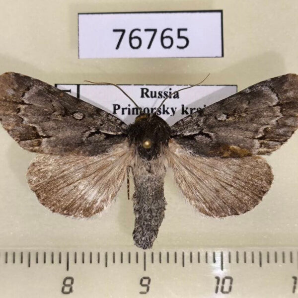 Noctuidae Acronicta leucocuspis Primorye