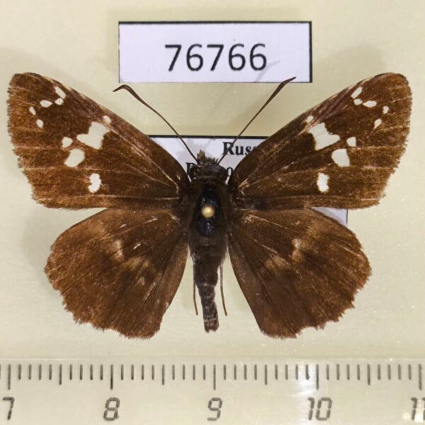 Hesperiidae Daimio tethys Primorye