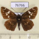 76766p Hesperiidae Daimio tethys Primorye $6