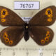 76767p Satyridae Erebia medusa f Transbaikal reg. $7