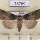 76769p Thyatiridae Tethea or Amur reg. $6