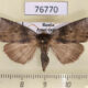 76770p Thyatiridae Tethea ampliata Amur reg. $7