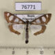 76771p Crambidae Glyphodes quadrimaculalis Primorye $5