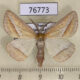 76773p Geometridae Chariaspilates formosaria Primorye $4