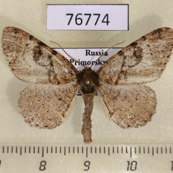 Geometridae Parectropis nigrosparsa Primorye