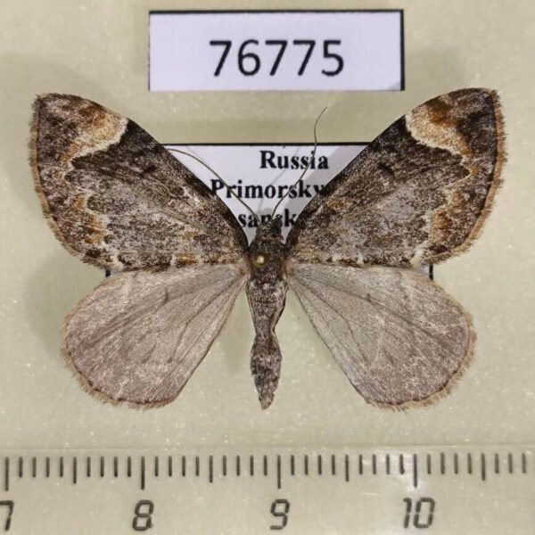 Geometridae Dysstroma citrata Primorye
