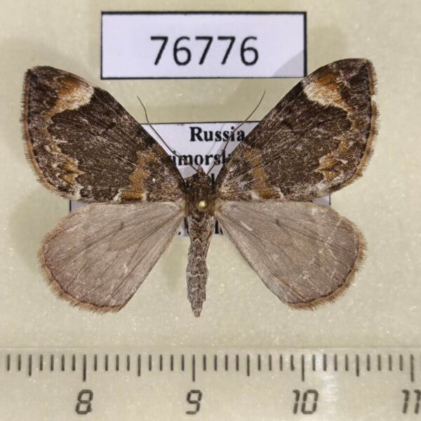 Geometridae Dysstroma citrata Primorye