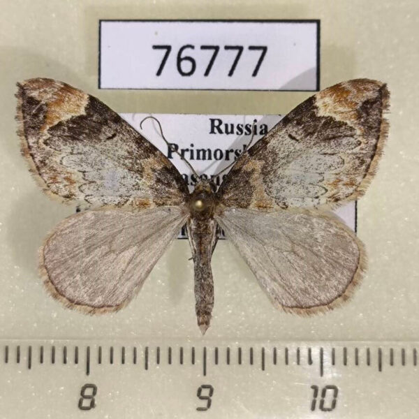 Geometridae Dysstroma citrata Primorye