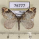 76777p Geometridae Dysstroma citrata Primorye $4
