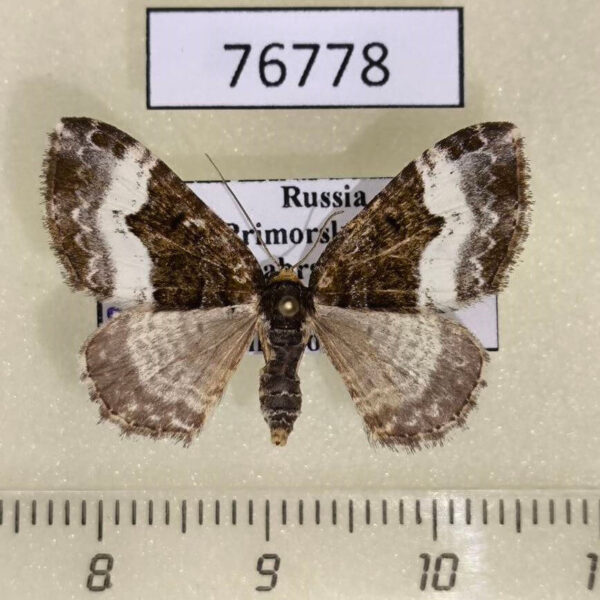 Geometridae Euphyia cineraria Primorye