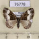 76778p Geometridae Euphyia cineraria Primorye $5