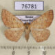 76781p Geometridae Ectephrina semilutata f Primorye $4