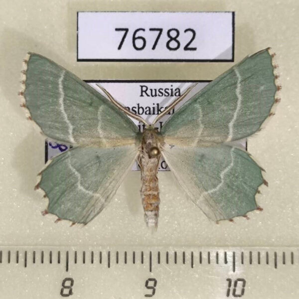 Geometridae Thalera fimbrialis Transbaikal reg.