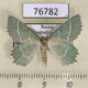 76782p Geometridae Thalera fimbrialis Transbaikal reg. $5