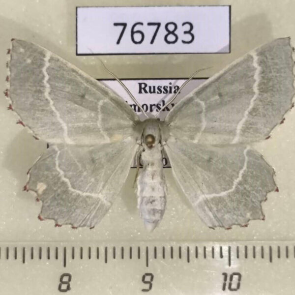 Geometridae Thalera fimbrialis f Primorye