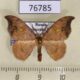 76785p Drepanidae Sabra harpagula Primorye $4
