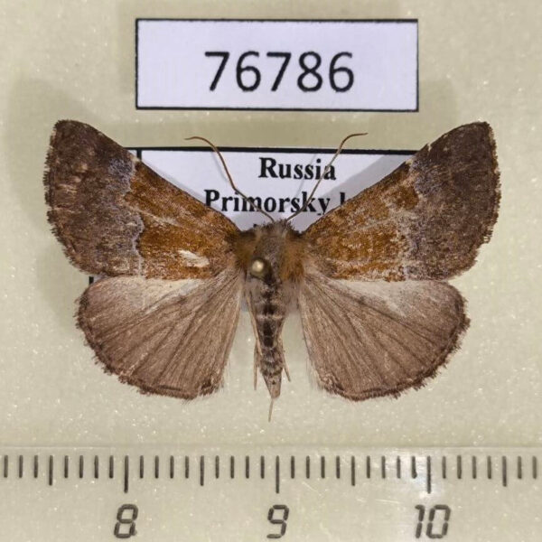 Noctuidae Hypena conspersalis Primorye