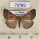 76786p Noctuidae Hypena conspersalis Primorye $7