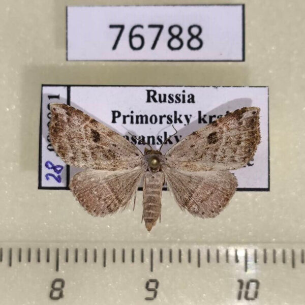 Noctuidae Laspeyria subrosea Primorye