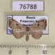 76788p Noctuidae Laspeyria subrosea Primorye $5