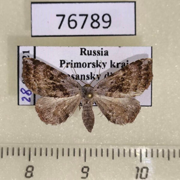 Noctuidae Laspeyria subrosea Primorye