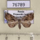 76789p Noctuidae Laspeyria subrosea Primorye $7