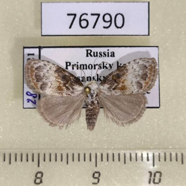 Noctuidae Evonima mandschuriana Primorye