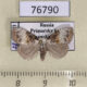 76790p Noctuidae Evonima mandschuriana Primorye $8