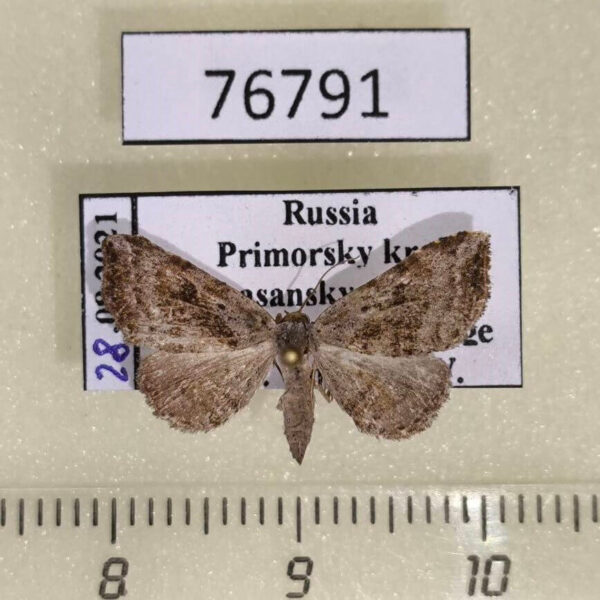 Noctuidae Laspeyria subrosea Primorye