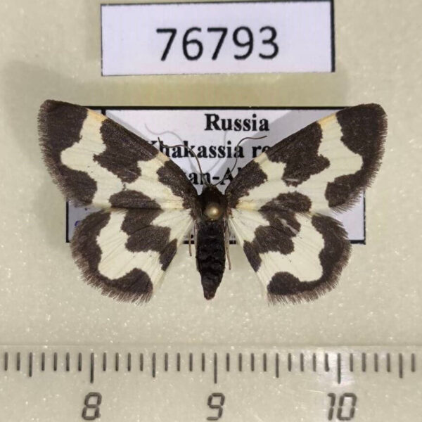 Geometridae Lomaspilis nigrita Khakassia rep.
