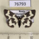 76793p Geometridae Lomaspilis nigrita Khakassia rep. $6