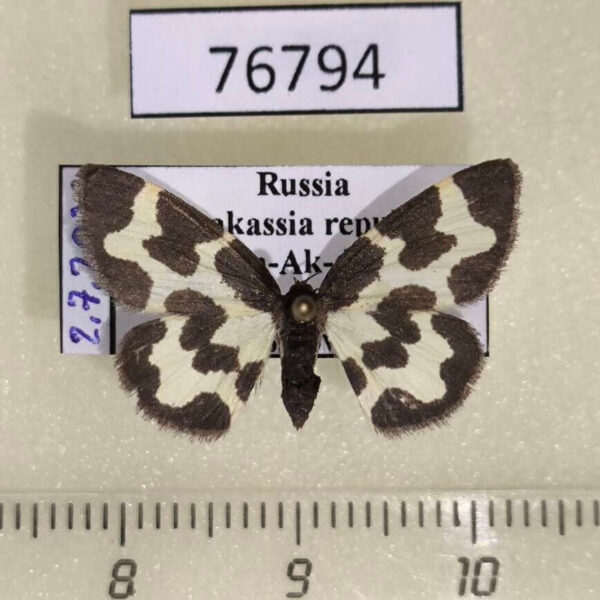 Geometridae Lomaspilis nigrita Khakassia rep.