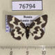 76794p Geometridae Lomaspilis nigrita Khakassia rep. $4