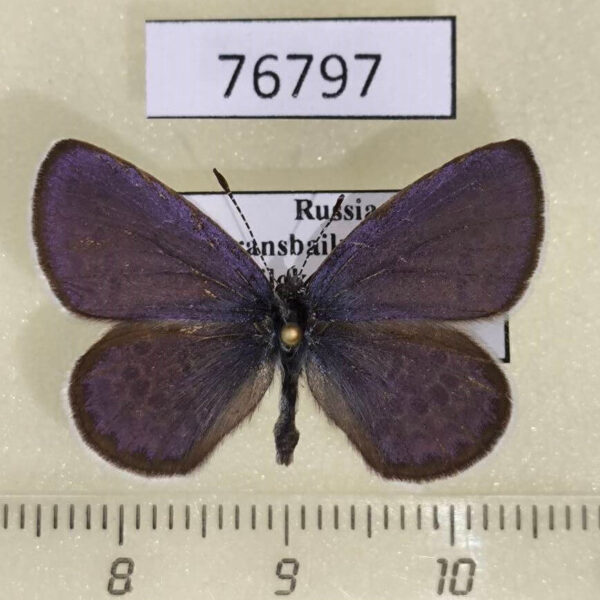 Lycaenidae Vacciniina optilete Transbaikal reg.