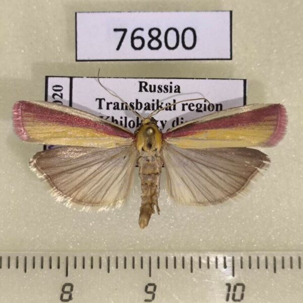 Pyralidae Oncocera semirubella Transbaikal reg.