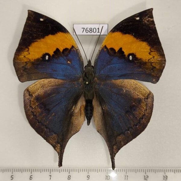 Nymphalidae Kallima inachus siamensis Thailand