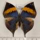 76801p Nymphalidae Kallima inachus siamensis Thailand $20
