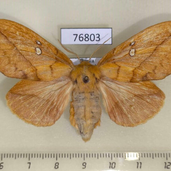 Lasiocampidae Euthrix potatoria f Primorye