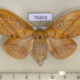 76803p Lasiocampidae Euthrix potatoria f Primorye $10