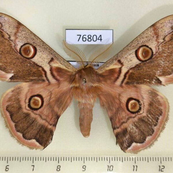 Saturniidae Caligula boisduvalii Primorye