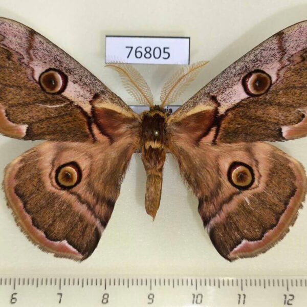Saturniidae Caligula boisduvalii Primorye